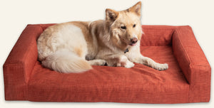German Shepard on large orange dog couch