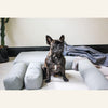 Small Dog Couch