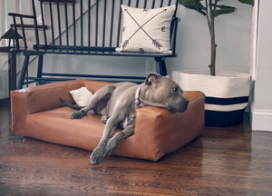 pitbull on brown leather dog couch in stylish setting