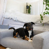 Medium Dog Couch Cover