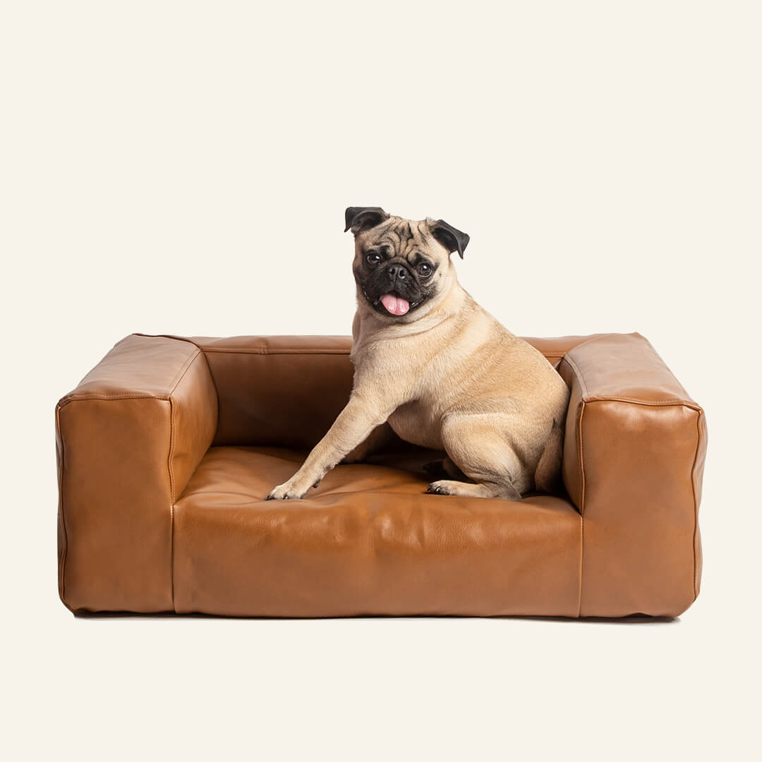 Small Dog Couch / Dog Bed – Blvd Co